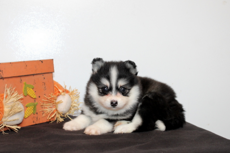 puppy, for, sale, Pomsky, Matthew B. Stoltzfus, dog, breeder, Gap, PA, dog-breeder, puppy-for-sale, forsale, nearby, find, puppyfind, locator, puppylocator, aca